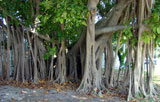 Banyan in Key West