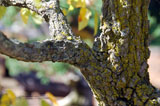 Texture of Winged Elm