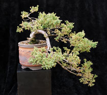 Cascade Juniper 2013