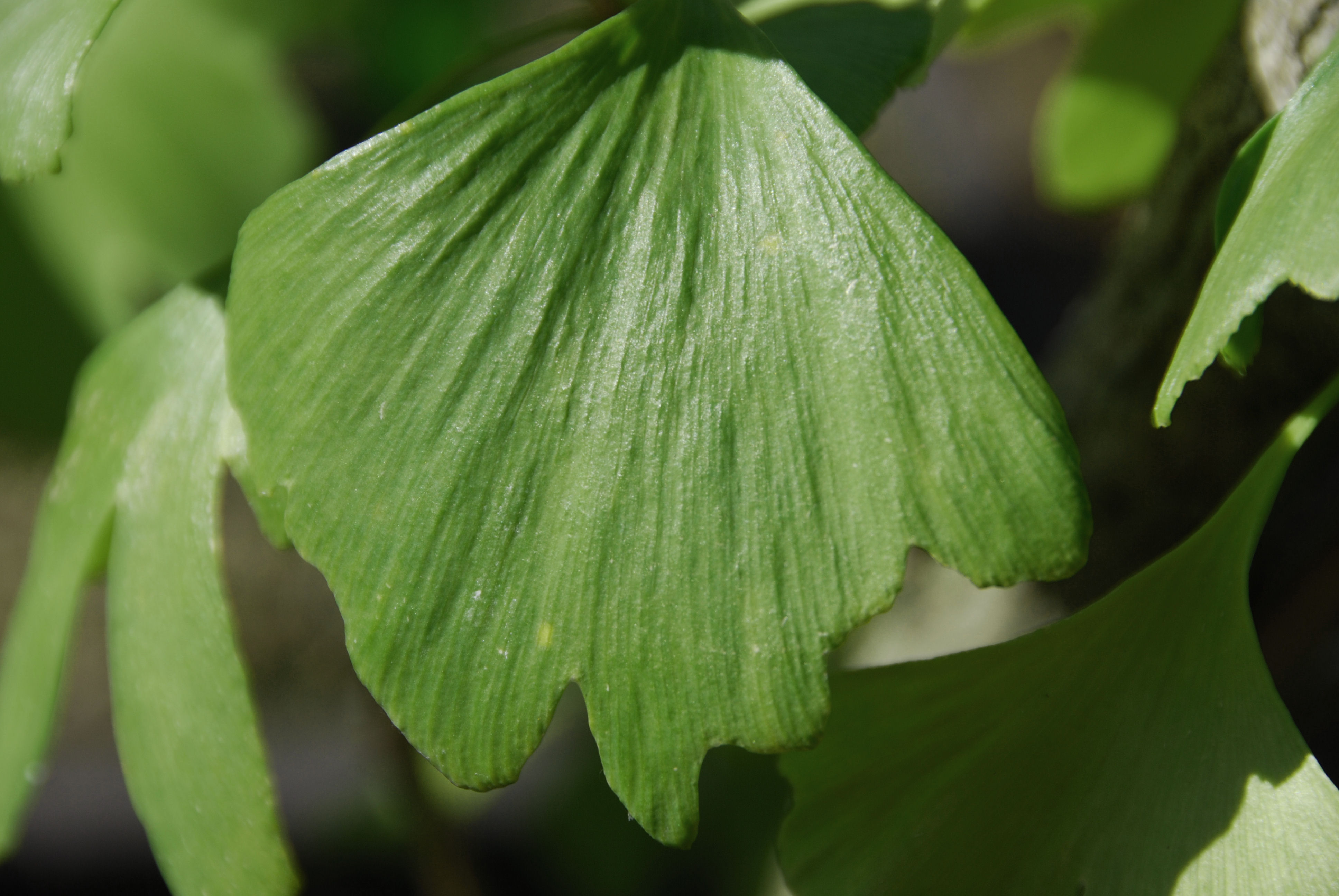 ginko leaf