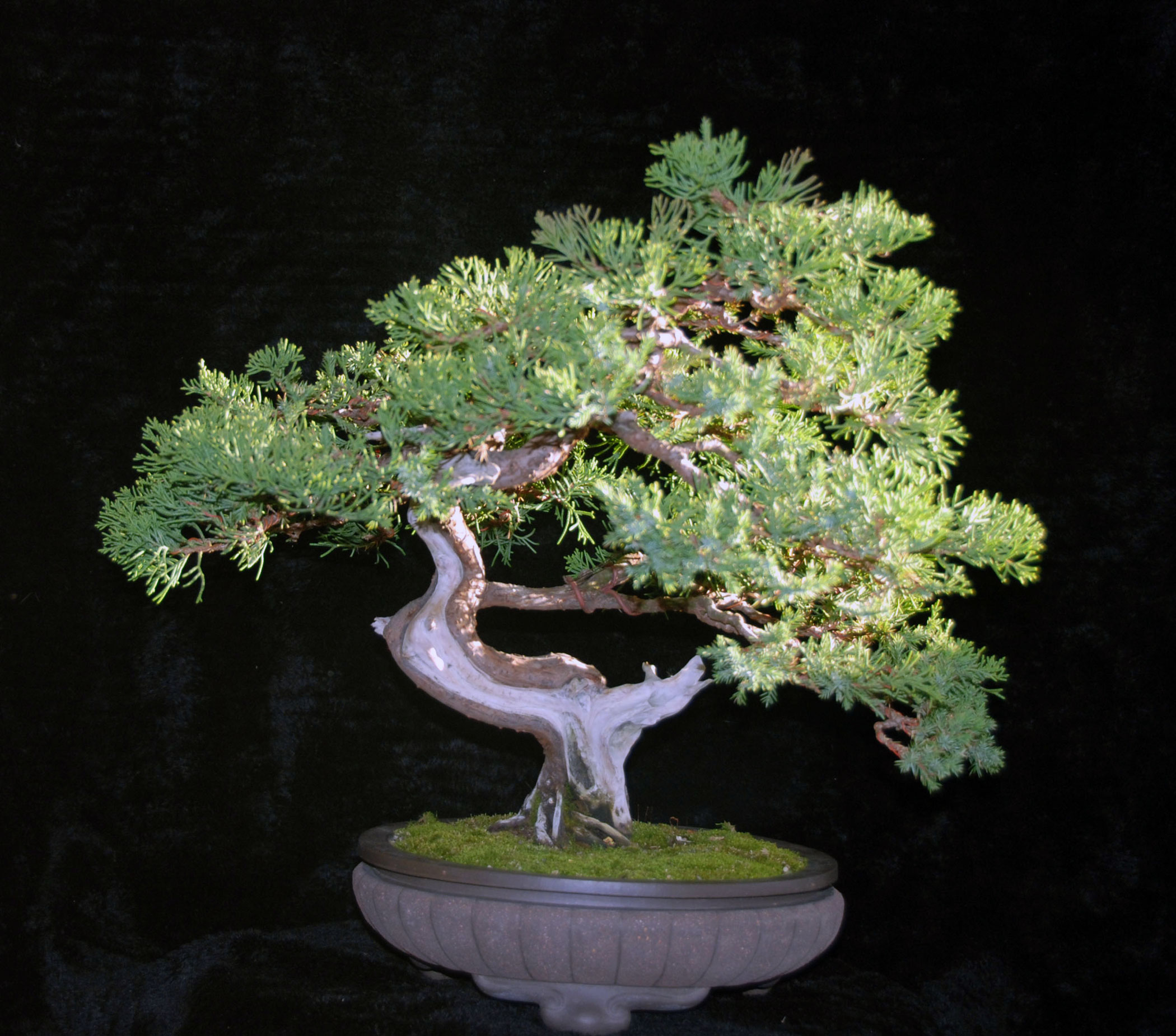 Quiet Crow Bonsai San Jose Juniper.